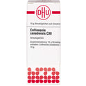 Collinsonia Canadensis C30 (10 g)