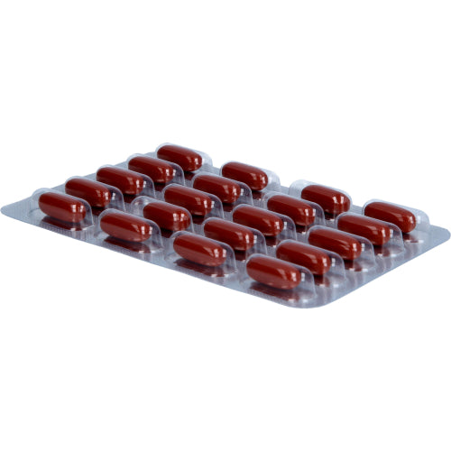 Silybum marianum (60 stk.)